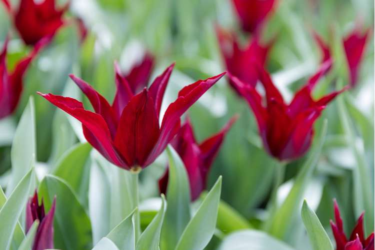 Tulpe 'Sarah Raven'